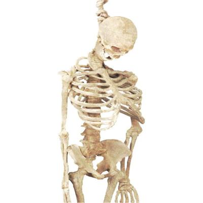 China Halloween Non-Toxic High Quality Life Size Skeleton Props for sale