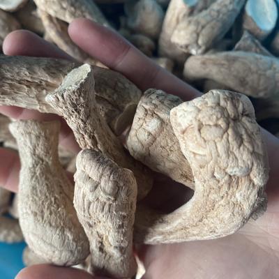 China Wholesale Dried Light Brown Organic Cheap Price Shiitake Mushroom Stem / Leg / Foot for sale