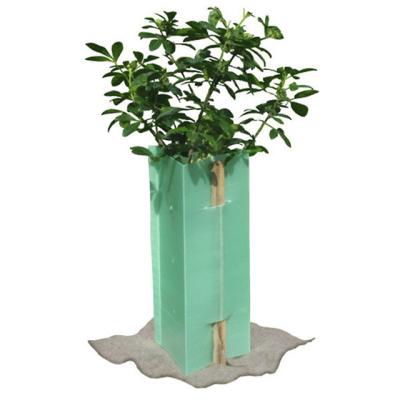 China Eco-friendly corflute PP unti-UV Corrugated Plastic Tree Guard Plant Protector for sale