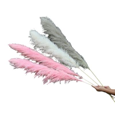 China decorative flower & garland hot sale dried natural pampas grass for decoration for sale