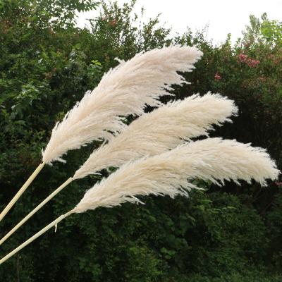 China Wedding Decor Amazon Hit Decoration Dried Flowers Natural White Fluffy Tall Pampas Grass For Wedding Decoration for sale