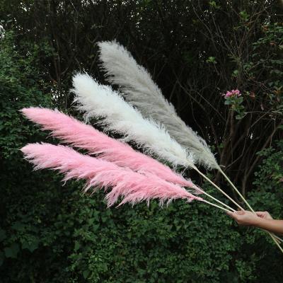 China Color Wedding Pampass White Pampas Gras / Home Decoration Amazon Success Nature Pampas Gras for sale