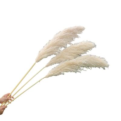 China Wedding / Home Decoration Multi Sizes Hotsale Wedding Natural Dry Flower Dried Flowers Pampas Grass 50cm To 150cm for sale