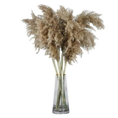 China Other Wholesale Cheapest Preserved Dried Real Natural Phragmites Gray Pampas Grass 120cm For America for sale