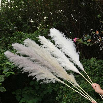 China Wedding Pampas Grass 2021 Flower Arrangements Factory Wholesale White Dry Fluffy Large Wedding Grass for sale