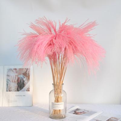 China Wedding Supplies Rose Gold Pampas Grass Natural Dry Large Pampas Grass Large Decor for sale