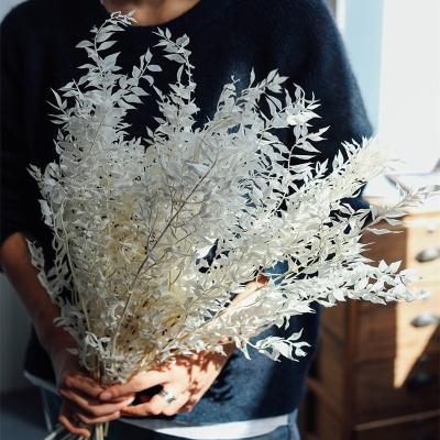 China preserved flowers & Widely Used Plants Eucalyptus Globulus Gray Dry Flowers Natural Flores Artificiales Leaf Dried for sale