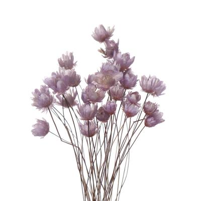 China Natural Touch Hand Dried Flowers For Gift Crush Small Dried Flowers for sale