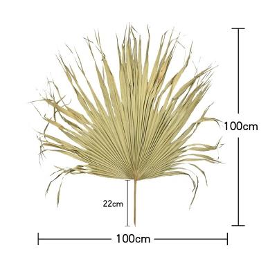 China Other Natural Dried White Flowers Heart Round Fan Trimmed Palm Leaf Fan Dried Flower WEDDING for sale