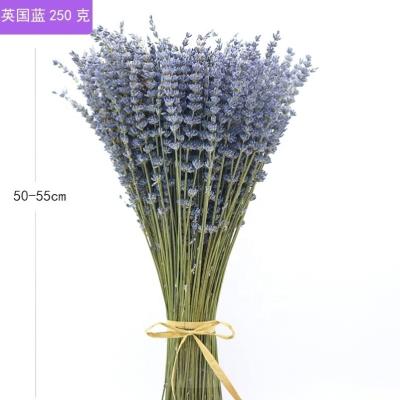 China Natural Touch Wholesale Dried Lavender Bunch Preserved Lavender For Home Decoration for sale