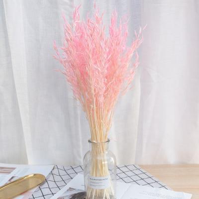 China Beautiful colorful oat flower Yunnan factory supply dried flower oat for wedding decoration home decoration for sale