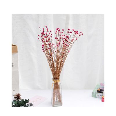 China Photographic Props Home Furniture Props Dried Flower Brazil Daisy Dried Wreath Resin Dried Bouquet Customization for sale