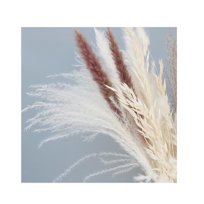 China Indoor Custom Home Decorative Silver Decoration White Pampas Reeds Real Support for sale