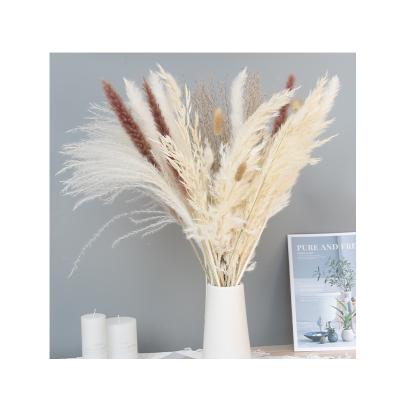 China Mini Luxury Los Pampas Grass Pampas Home Interior Decor Decoration Pampas Grass for sale