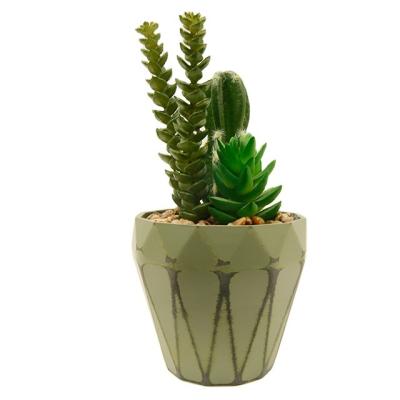 China Minimalist Special Hot Selling Cactus Fresh Plant Artificial Potted Succulent Plants for sale