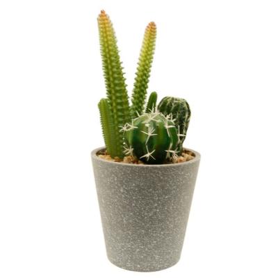 China PE Artificial Succulent Plants In Pot Modern Concrete Modern Home Decor Faux Potted Greenery for sale