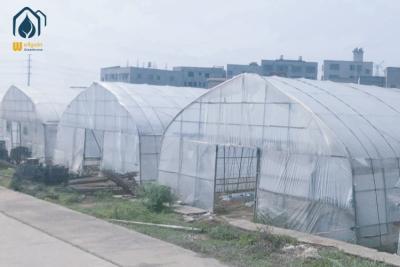 China Galvanizado a quente Tubo de túnel alto Estufas Agropecuárias Personalizaveis Estufas à venda