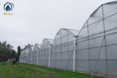 China Steel Frame Agricultural Multi Span Greenhouse For Year Round Crop Production for sale