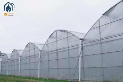 China Large Scale Hydroponics Multi Span Greenhouse For Modern Farmers for sale