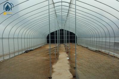 China Invernadero de túnel de sola envergadura duradero para la plantación hidropónica de verduras y frutas en venta