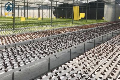 China Sistema de cultivo hidropónico NFT Canal de plástico para uso doméstico y comercial en venta