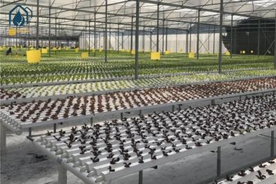 Cina Sistema di coltivazione idroponica NFT intelligente Kit di coltivazione delle piante commerciali e di giardino interno in vendita