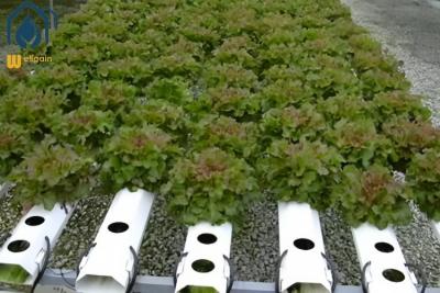 China Sistema de cultivo hidropónico en invernadero NFT para el crecimiento de plantas agrícolas sin suelo en venta