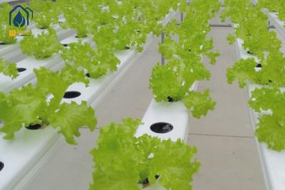 China Tubo de PVC hidropónico NFT de invernadero con tapa extraíble para el cultivo de verduras en venta