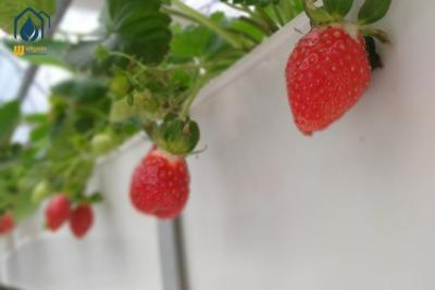 China Invernadero Trapezoidal de PVC para el cultivo de fresas en venta