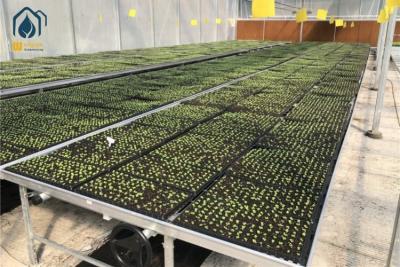 China Invernadero Galvanizado Red de plantas de interior Tablas de cultivo de bancos rodantes Cama de semillas de vivero en venta