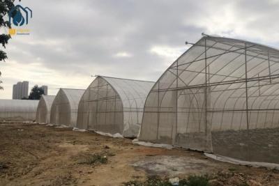 China Stainless Steel Sigma Hoop House Greenhouse With Hydroponic Growing System for sale