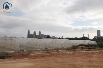 China Invernadero de túnel agrícola Invernadero de película PE de sola envergadura para plantas de flores en venta