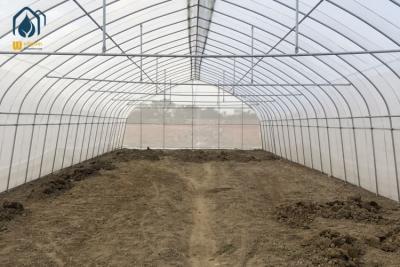 China Agricultura comercial Invernaderos de túnel alto Invernaderos de marco metálico de sola envergadura en venta