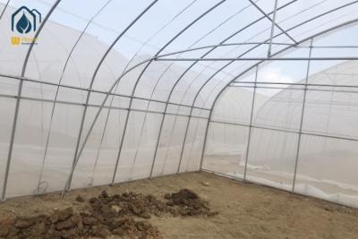 China Invernadero de plástico para el cultivo de polytunnel de sola envergadura para hortalizas frutas flores en venta