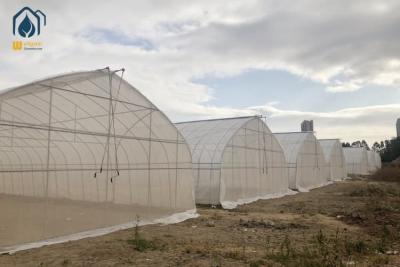 China Invernadero de túnel comercial Invernadero de película de plástico de tramo único para verduras en venta