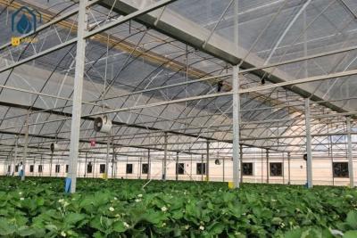 China Multi Span Plastic Film Greenhouse Vegetables Fruits Flowers Hydroponic System Greenhouse for sale