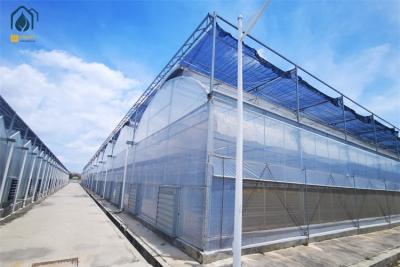 China Hydroponic Tomato Lettuce Agricultural Multi Span Plastic Greenhouse for sale