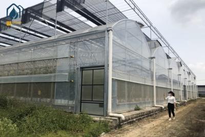 China Agriculture Multispan Vegetable Growing Greenhouse Tunnel Multi Span Film Greenhouse for sale