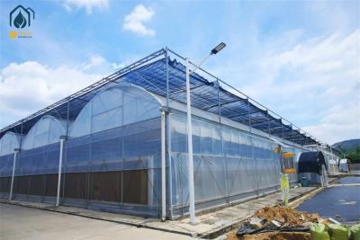 China Modern Multi Span Agricultural Greenhouse PE Film Commercial Greenhouse Construction for sale