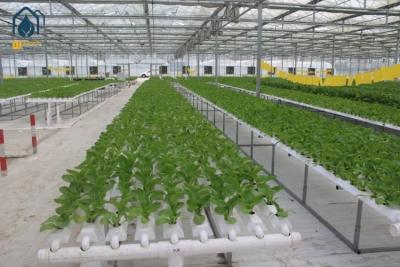 China Sistemas de cultivo de lechuga hidropónica en invernadero en venta