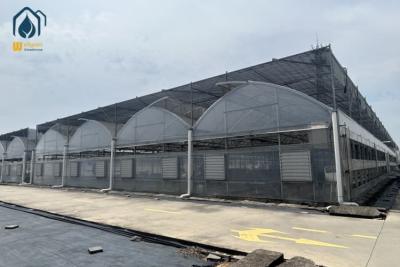 China Commercial Multi Span Large Scale Greenhouse With Automatic Watering System for sale