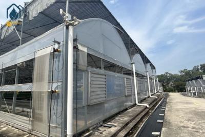 China Multi Span Cultivation Hydroponic System Greenhouse For Year Round Farming for sale