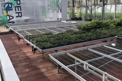 China Plantación de flores Sistema de banco rodante de invernadero Banco de vivero galvanizado Cultivo de semillas en venta