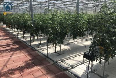 China Landbouwsubstraat planten Gaten staal Grootschalige hydroponische planten systeem Te koop