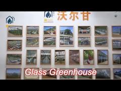 hot galvanized steel pipe tempered glass greenhouse 8m 9.6m 12m span width