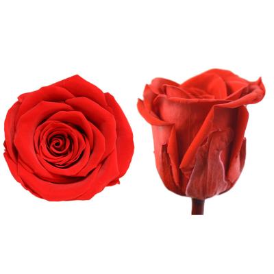 China Natural Stem Natural Fresh Rose A Grade 8 Pcs 4-5cm Carnation Flower Box Mothers Day Gift Box Preserved Flowers Carnation for sale