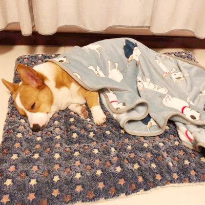 China Wholesale Breathable Very Soft And Cute Luxury Sherpa Dog Blanket Dog Towel for sale