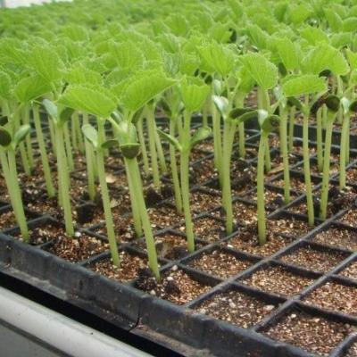 China Galvanized Steel Skeleton Hydroponics Seed Tray All Kinds Of Cell Hold Trays for sale