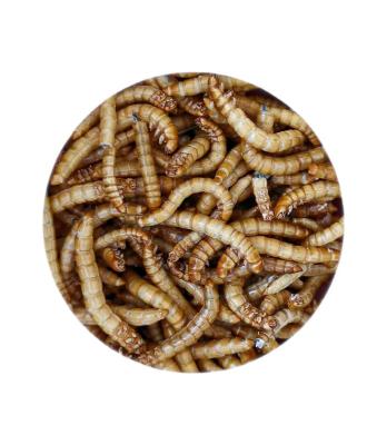 China AquaV supports customized high quality mealworm with sustainable high, high protein nutrition for birds and chickens for sale