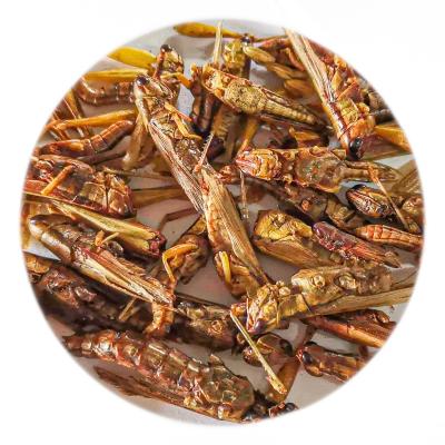 China Sustainable AquaV Sustains High-Nutrient Customized, High-Protein Freeze-Dried Grasshoppers For Birds for sale